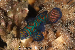 Mandarin fish, night dive, Lembeh Strait by Dave Hunt 